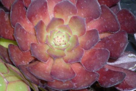 Aeonium sp.