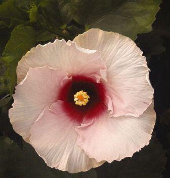 Hibiscus Noosa Pearl