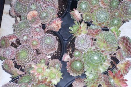 Sempervivum arachnoideum