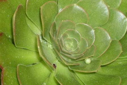 Aeonium