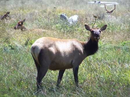 Roosevelt Elk