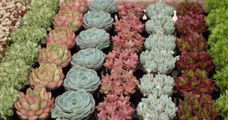 Succulent collection