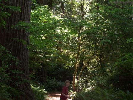 fern trail fern canyon