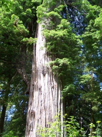 Redwood